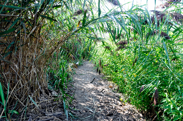 the trail to Saugerties Lighthouse